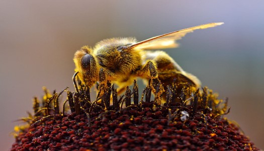 Cách đuổi ong làm tổ ra khỏi nhà an toàn